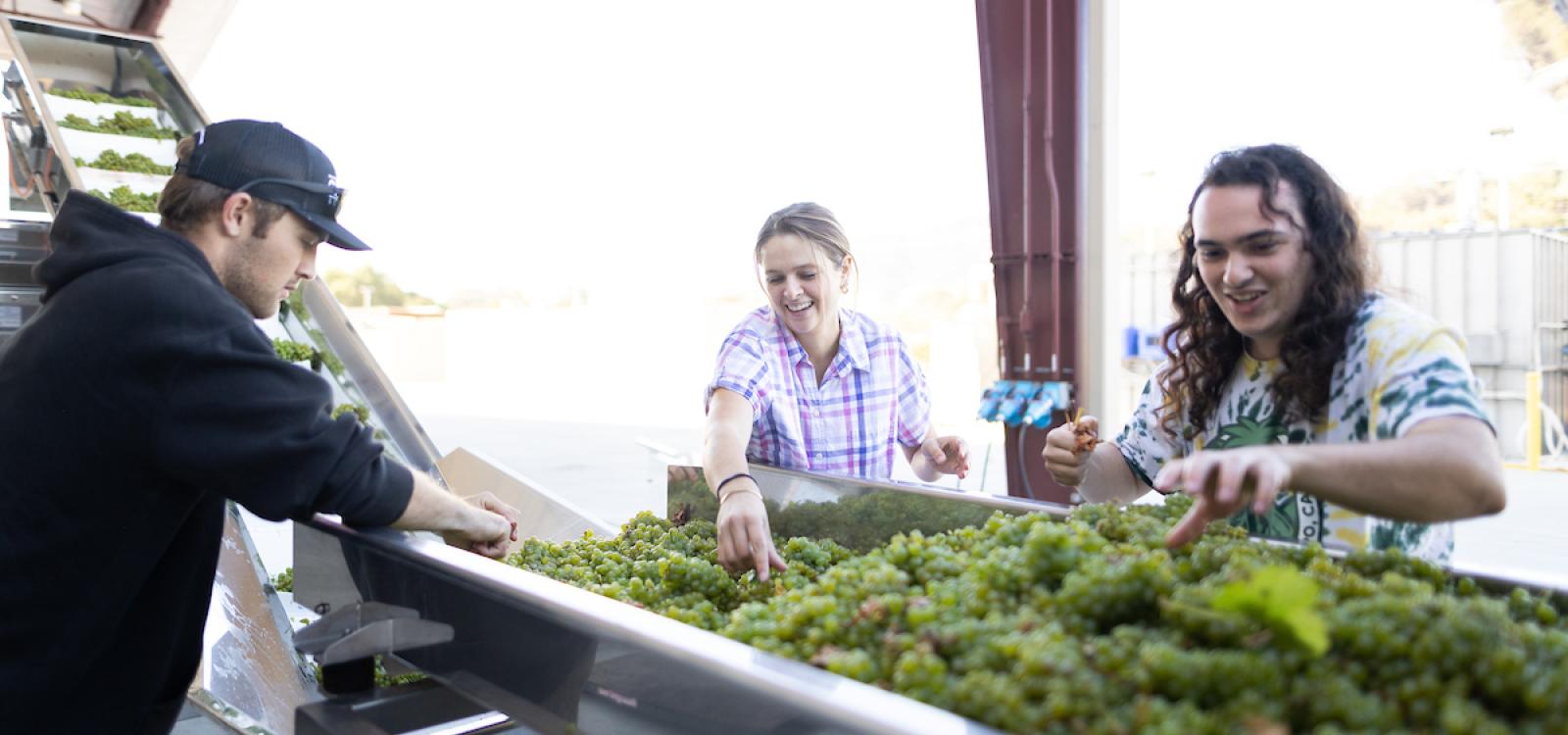 From left: students Nolan Maas, Olivia Capiaux and Toby German process wine grapes on the destemmer machine.