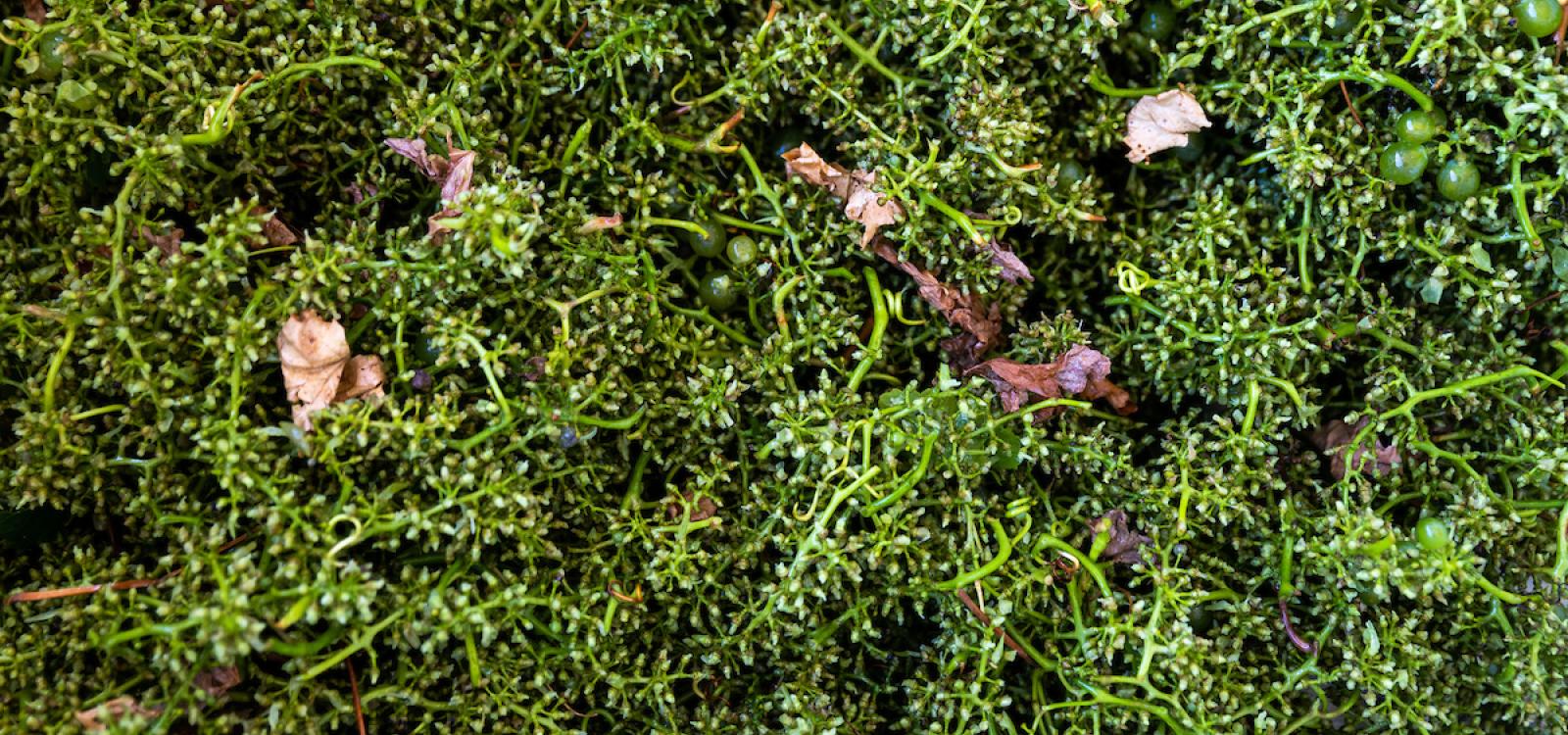 A view of grape stems and debris after going through the destemmer.