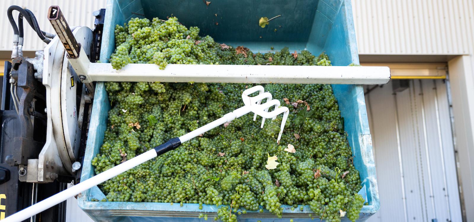 A white plastic pitchfork is used to rake wine grapes onto the destemmer machine.
