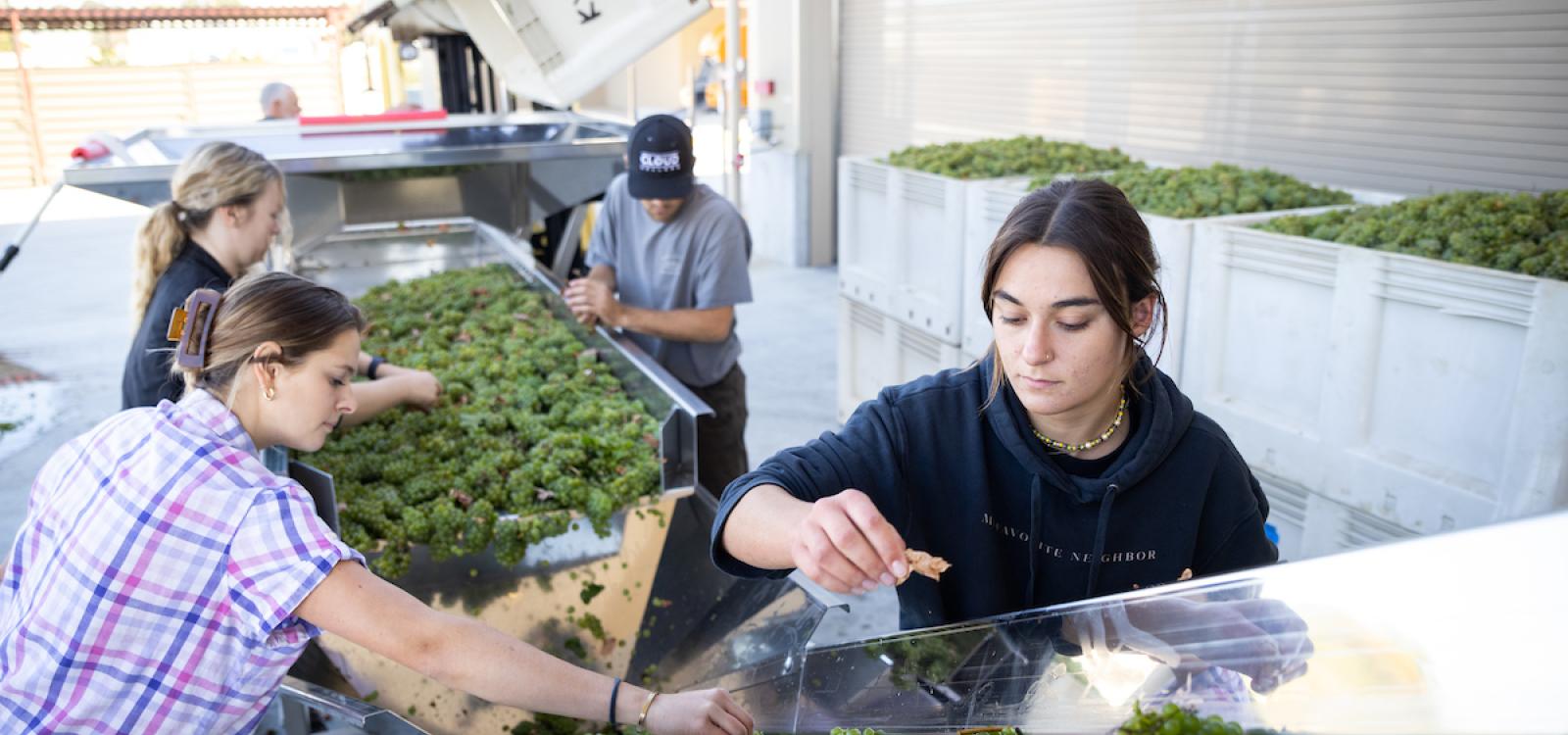Wine and viticulture students process grapes on the destemmer machine.