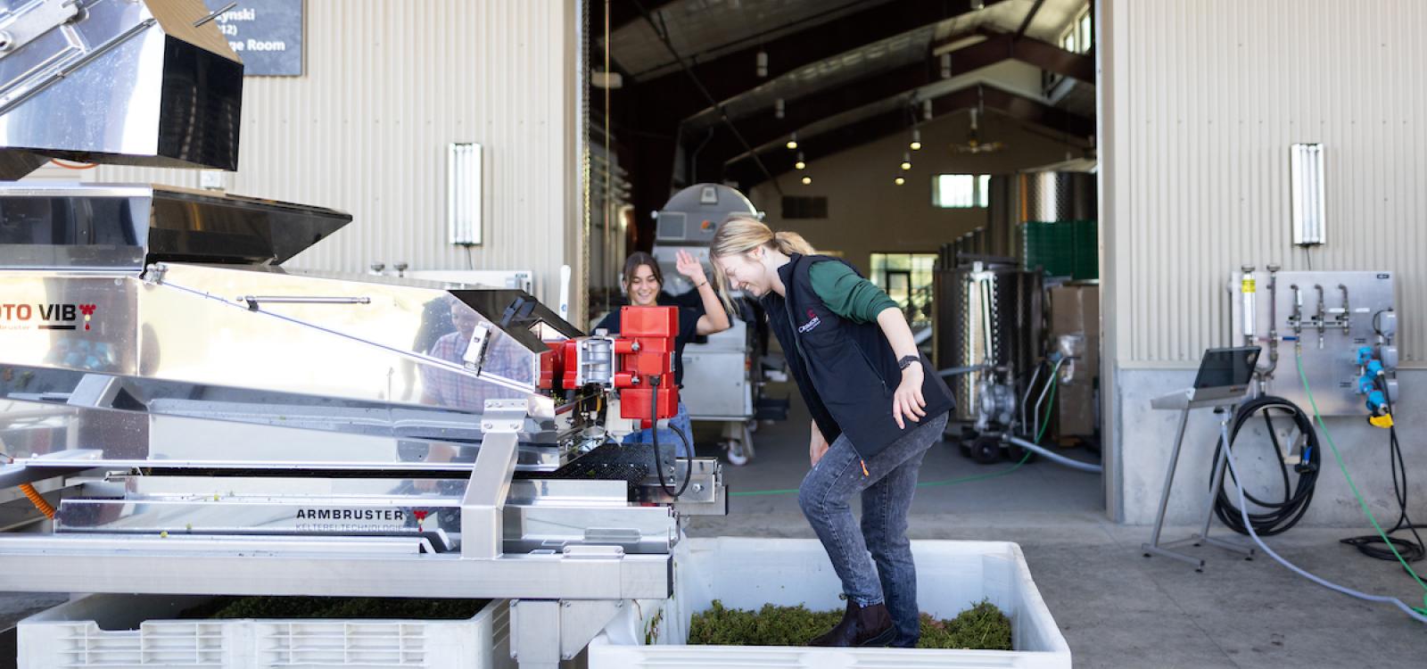 Taylor Robertson, a fourth-year wine and viticulture student, stomps in a plastic bin during grape processing.