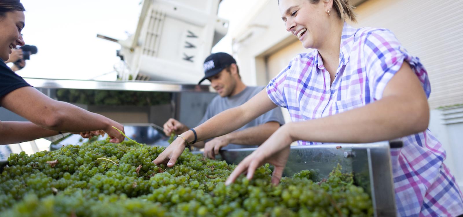 A more detailed view of wine and viticulture students processing grapes.