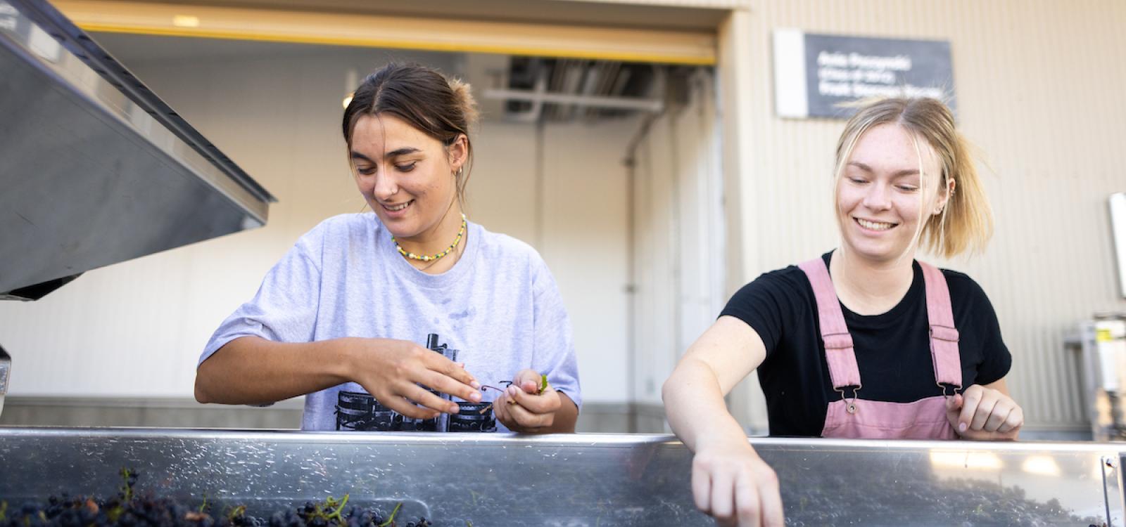 Mikaela Wessel, left, and Taylor Robertson, right, as they process grapes for the first time at the new wine and viticulture center..
