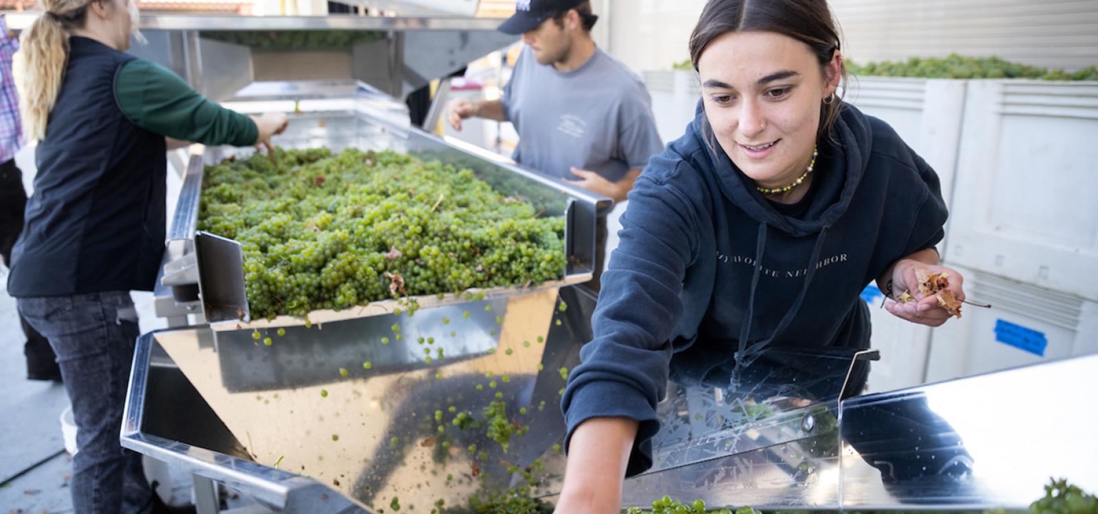 Students sort Chardonnay grapes grown at Cal Poly's on-campus Trestle Vineyard.