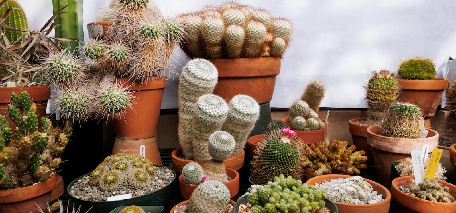 A display of potted cactus plants in the desert climate greenhouse, one of three distinct growing environments in the plant conservatory that also include the warm tropics and a cloud forest. 