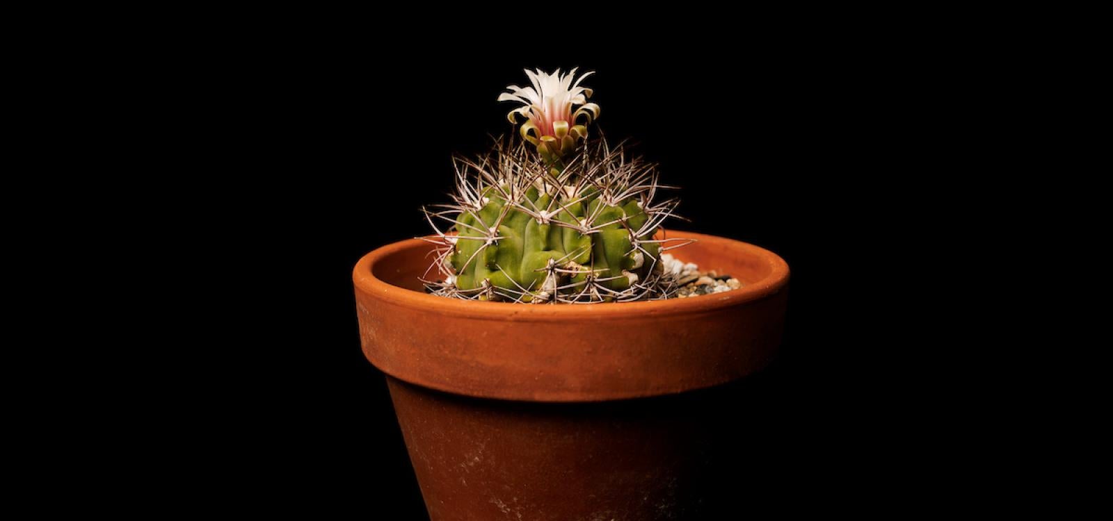 A species of cactus at the conservatory, which houses plants from around the world. 