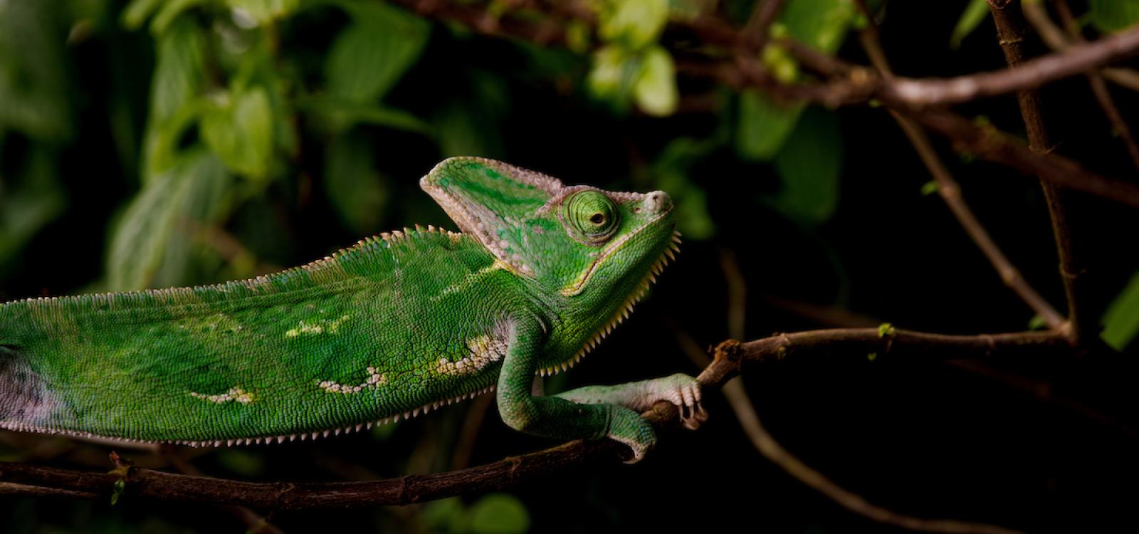 Not all visitors to the conservatory are human. Callie the chameleon judges visitors on a recent excursion to one of the greenhouses. 