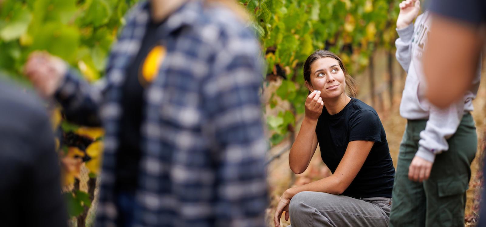 Winery Manager Jim Shumate and wine and viticulture students sample grapes from the university’s Trestle Vineyard in September, ahead of the fall harvest. 