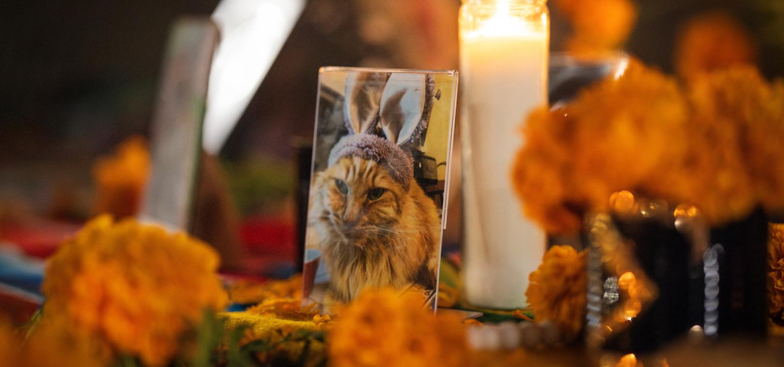 Not all loved ones honored on the ofrenda were human. A photo of a beloved cat is shown here surrounded by candles and marigolds.