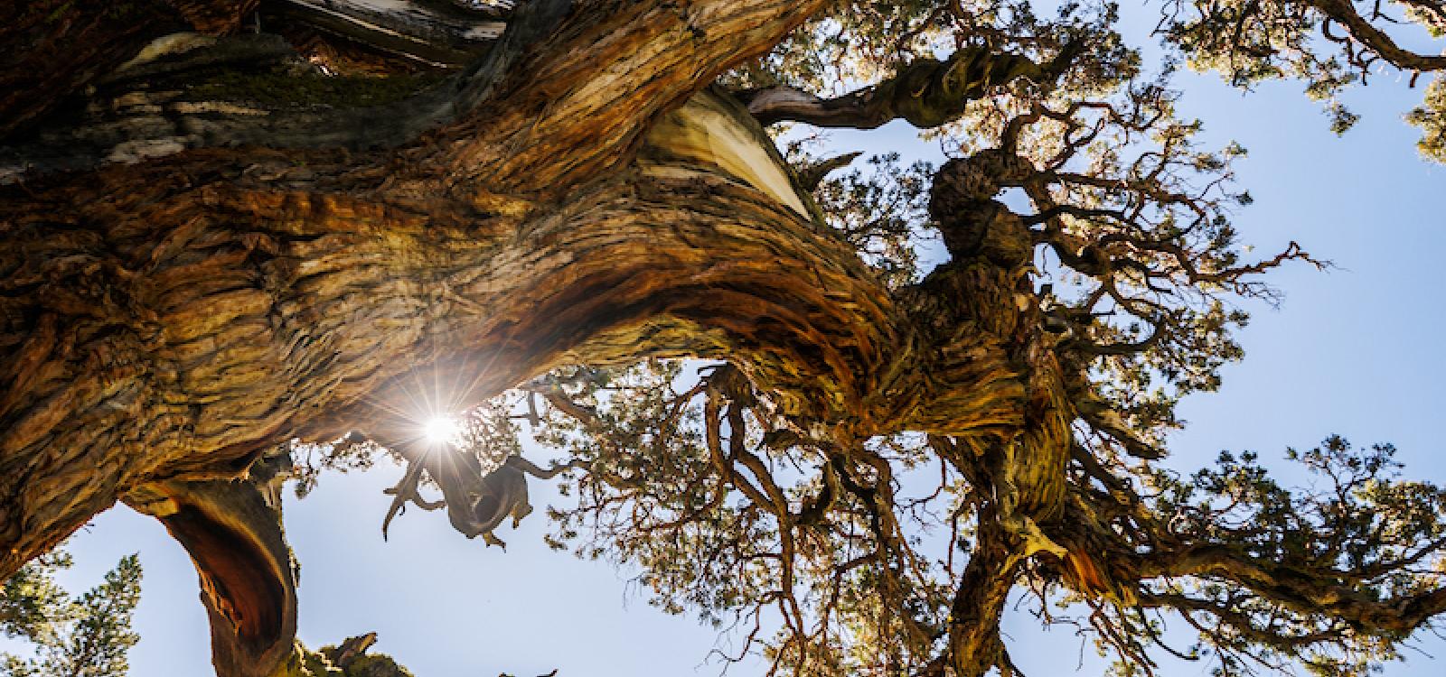A view up toward the Bennett Juniper's canopy. One of the measurements the team logged was canopy spread.