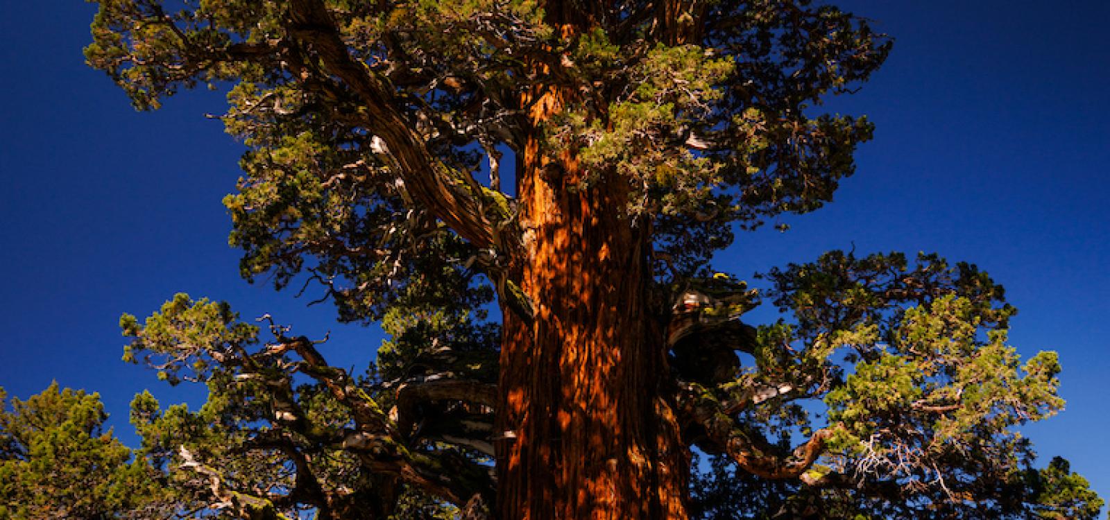 Cal Poly faculty, students and other professionals on the trip pose with the Bennett Juniper during tree measuring.