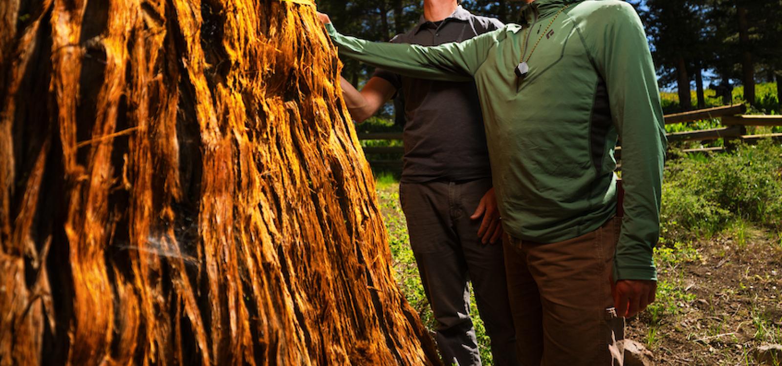 Matt Ritter, left, and Jake Jackson, right, check the circumference of the Bennett Juniper using a measuring tape.