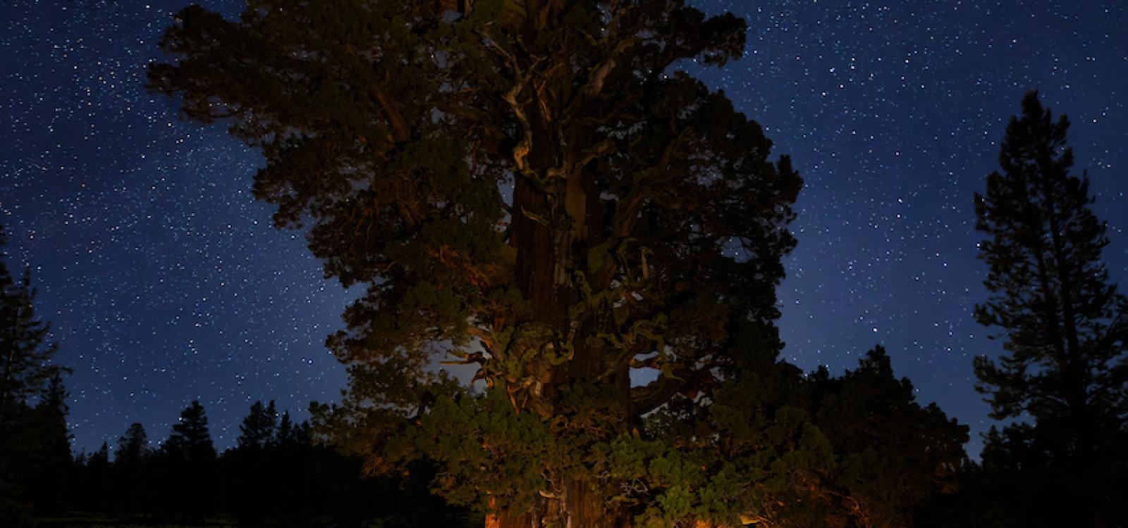 Professor Matt Ritter, left, with students Zach Harris and Jake Jackson, right, visit the Bennett Juniper at night
