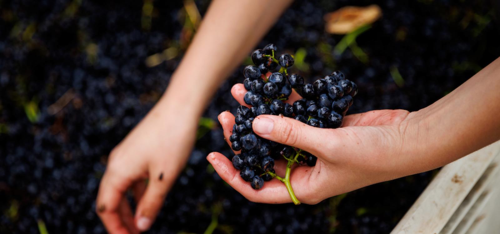 A student holds a bunch of pinot noir grapes during processing.