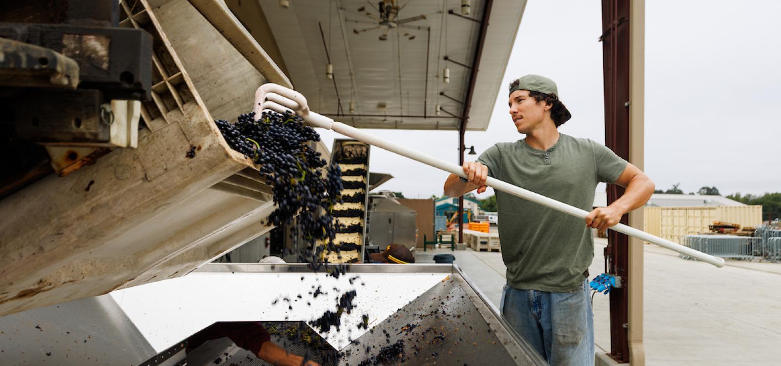 A student uses a pitchfork to pull pinot noir grapes onto the destemmer machine for processing.