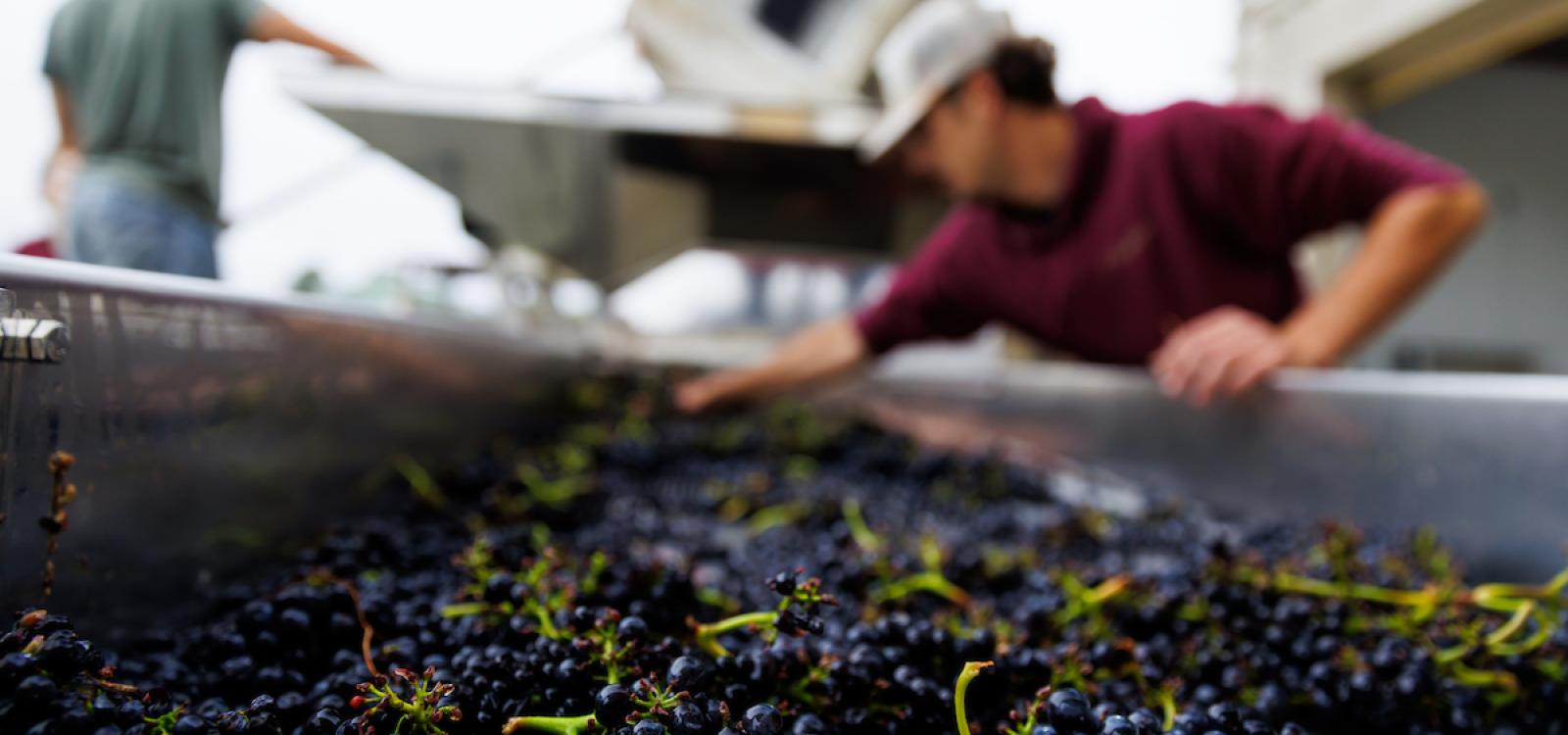 Pinot noir grapes coming down a conveyor belt during processing.