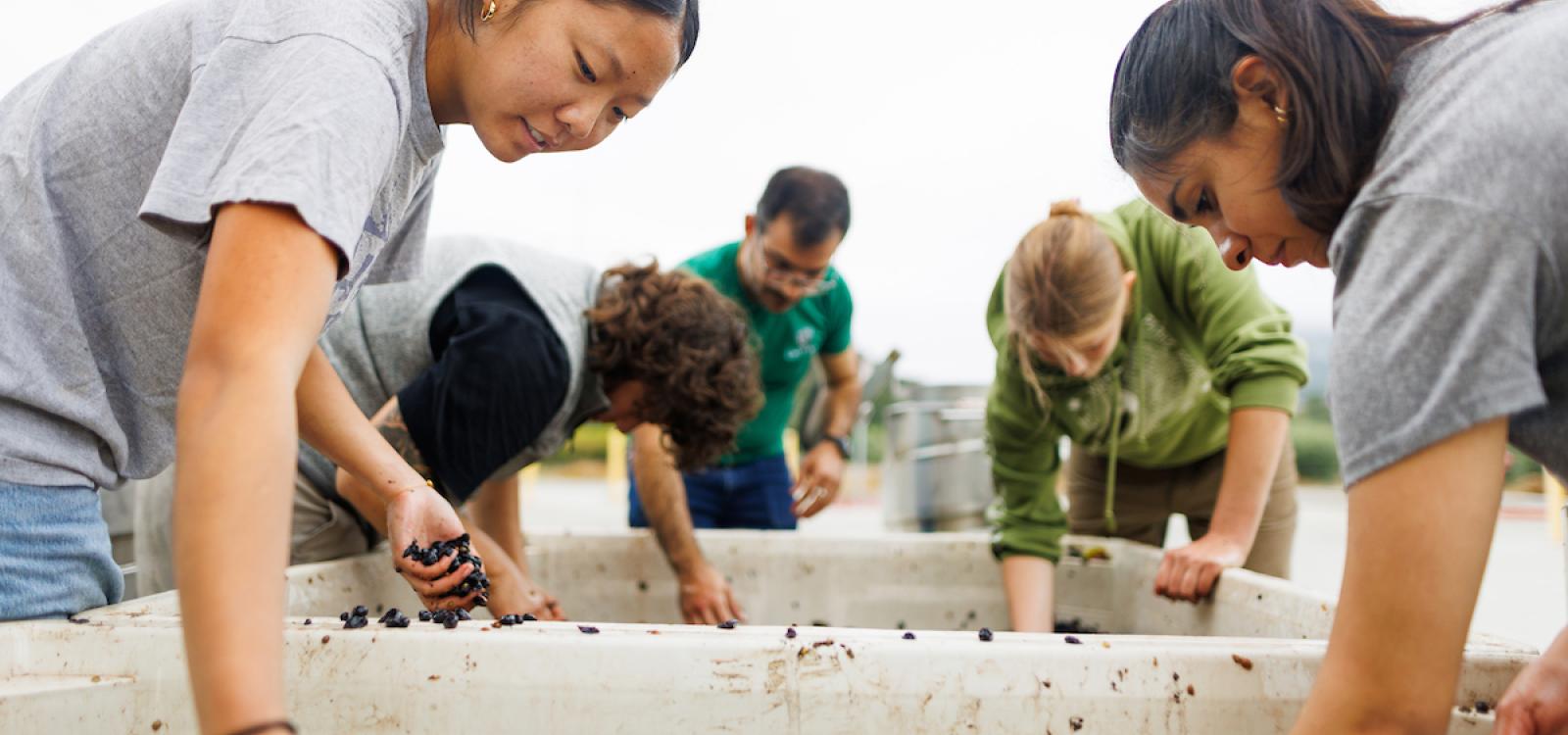 Students sorting through grapes before processing.