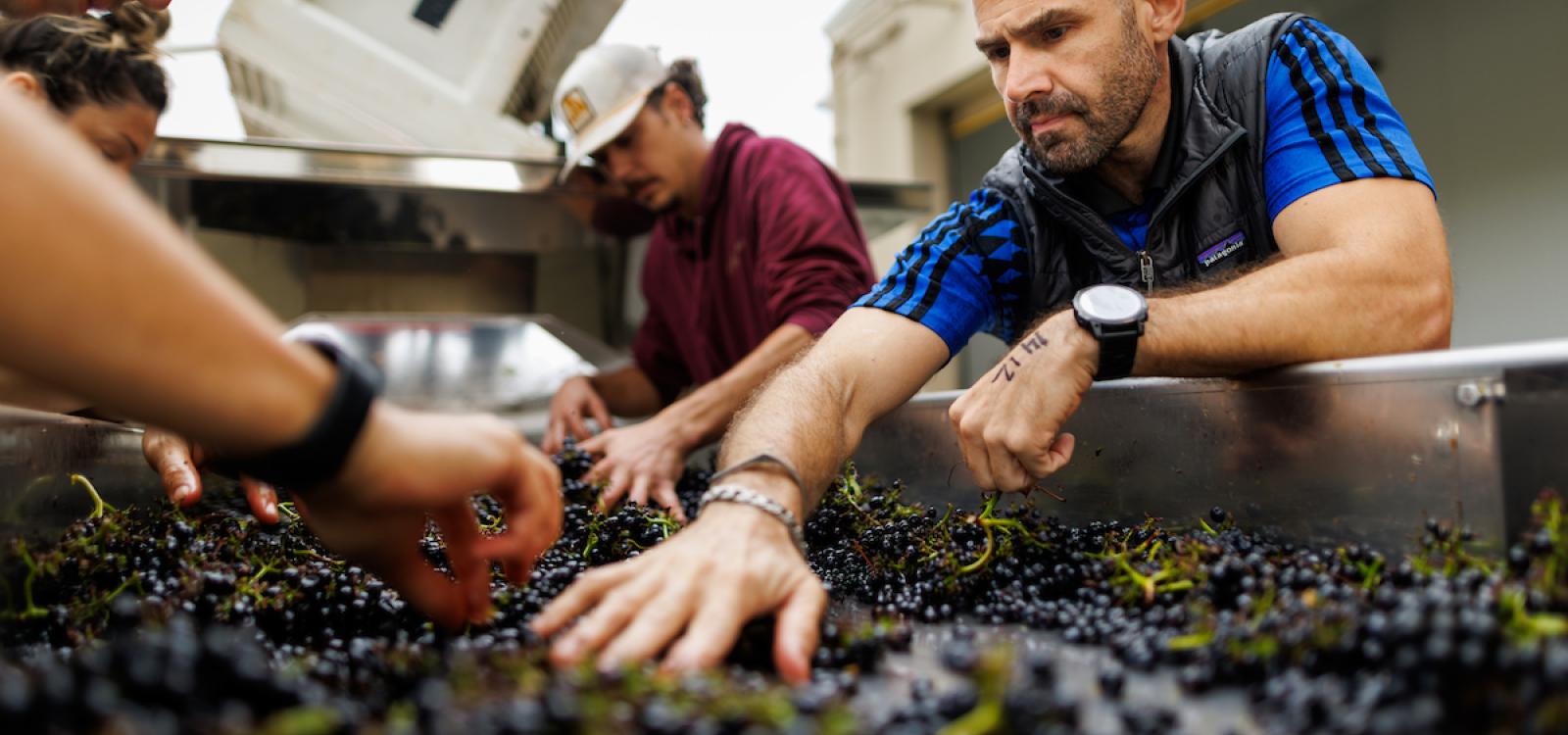 Enology professor Federico Casassa, right, works with students processing pinot noir grapes.