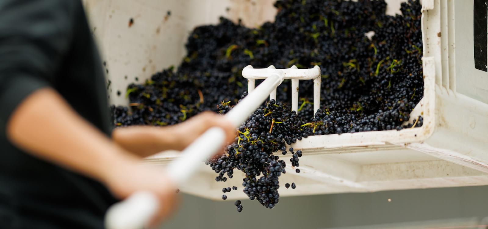 A white plastic pitchfork is used to rake grapes onto the destemmer machine.