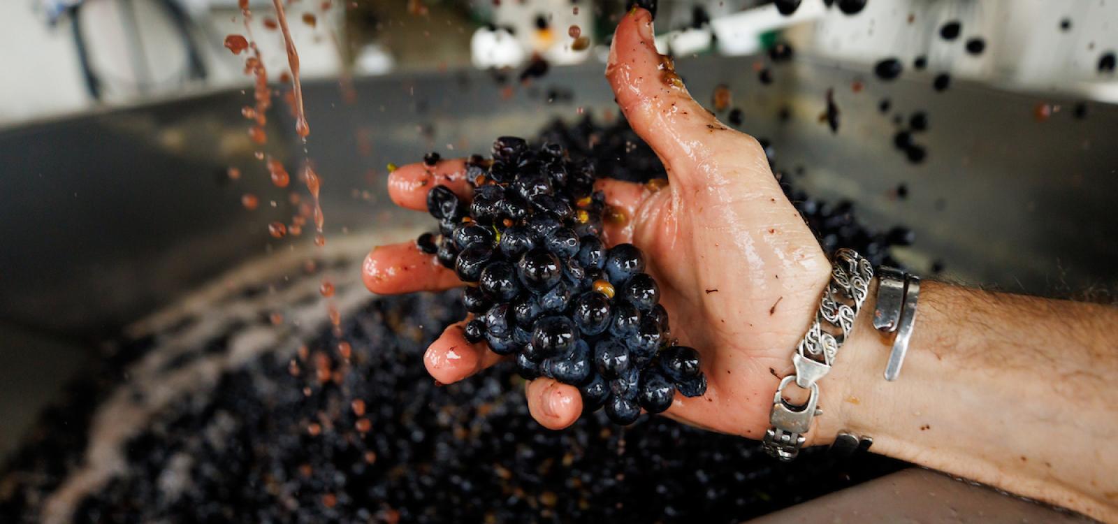 Holding up a handful of grapes as they undergo processing.