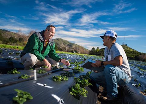 Two men crouch in Cal Poly Strawberry Centers strawberry field that is supported by Cal Poly Partners