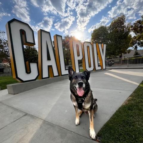 K-9 Zeus poses in front of a Cal Poly sign.