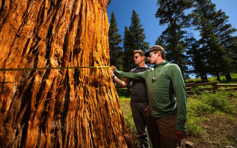A professor and a student use a measuring tape to measure a Western juniper tree.