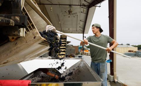 A student uses a pitchfork to pull pinot noir grapes onto the destemmer machine for processing.