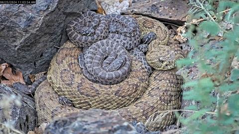 A female rattlesnake in a Colorado den with babies curled on top of her.