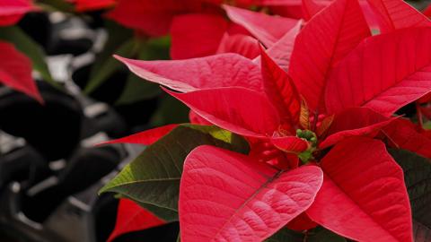 A closeup image of a poinsettia.