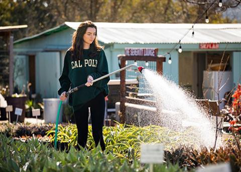 A person in a Cal Poly sweatshirt watering succulents in a campus garden.