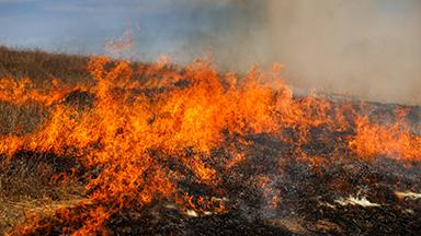 A wildfire burning on a hill.