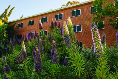The outside of one of Cal Poly’s red-brick dorms surrounded by purple plants.