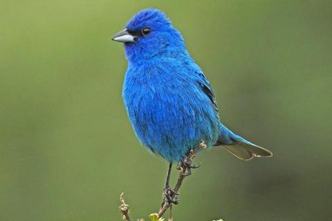 An Indigo Bunting perches on a twig.