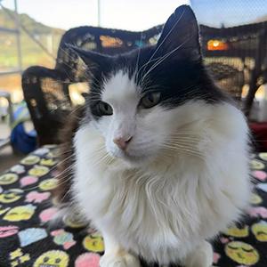 Kiwi sitting on a chair with an emoji-decorated blanket in the Cal Poly Cat Program catio. 