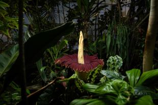 A massive titan arum bloom, nicknamed Stinky, in the Cal Poly Plant Conservatory surrounded by greenery.