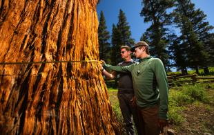 A professor and a student use a measuring tape to measure a Western juniper tree.