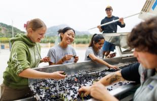 A student grins as they process pinot grapes at the Justin and J. Lohr Wine and Viticulture Center.