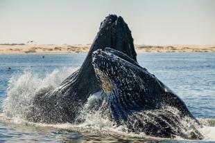 Two humpback whales launch out of the waters of the Pacific near the California coast.
