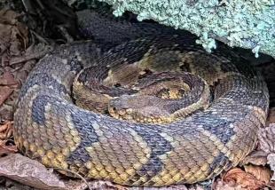 A timber rattlesnake curled up on the ground under a log.