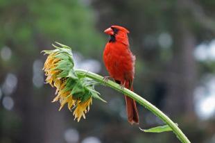 A cardinal perches on a sunflower.