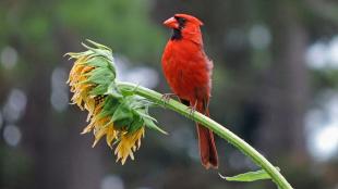 A cardinal perches on a sunflower.
