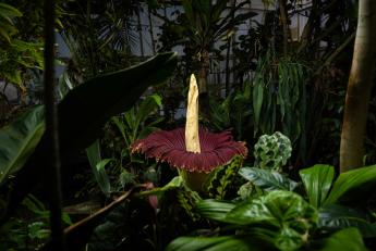 A massive titan arum bloom, nicknamed Stinky, in the Cal Poly Plant Conservatory surrounded by greenery.