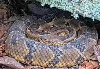A timber rattlesnake curled up on the ground under a log.