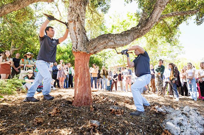 Two professional cork harvesters work on a campus tree as students observe