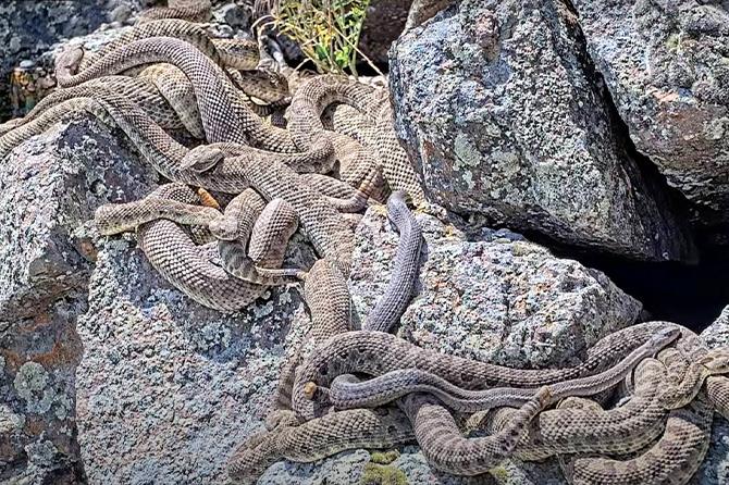 A number of rattlesnakes sun themselves on rocks