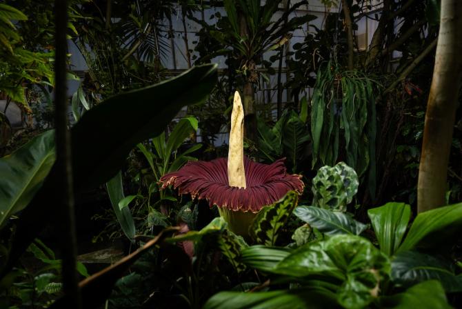 A massive titan arum bloom, nicknamed Stinky, in the Cal Poly Plant Conservatory surrounded by greenery.