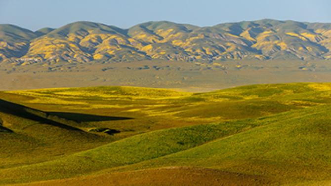 Carrizo Plain in full bloom with green hills and yellow flowers.