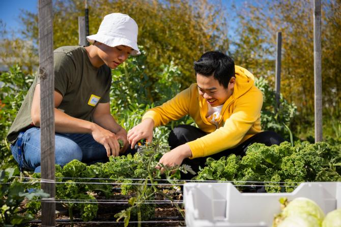 A Cal Poly student works with a local high school student cutting vegetables at a farm.